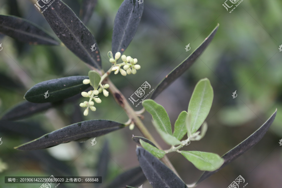 油橄榄花