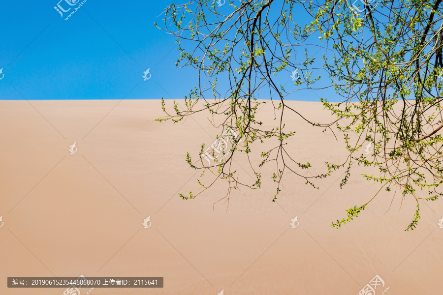 沙漠沙山与柳枝