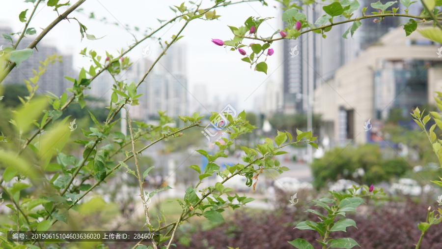 绿植后的城市