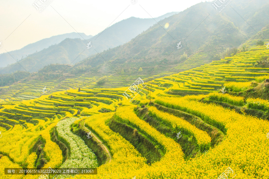 婺源油菜花