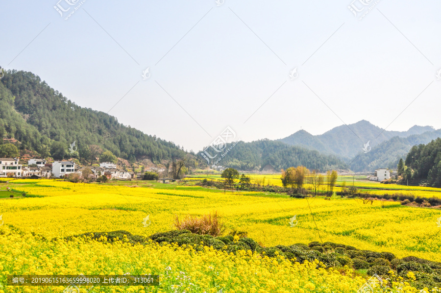 婺源油菜花