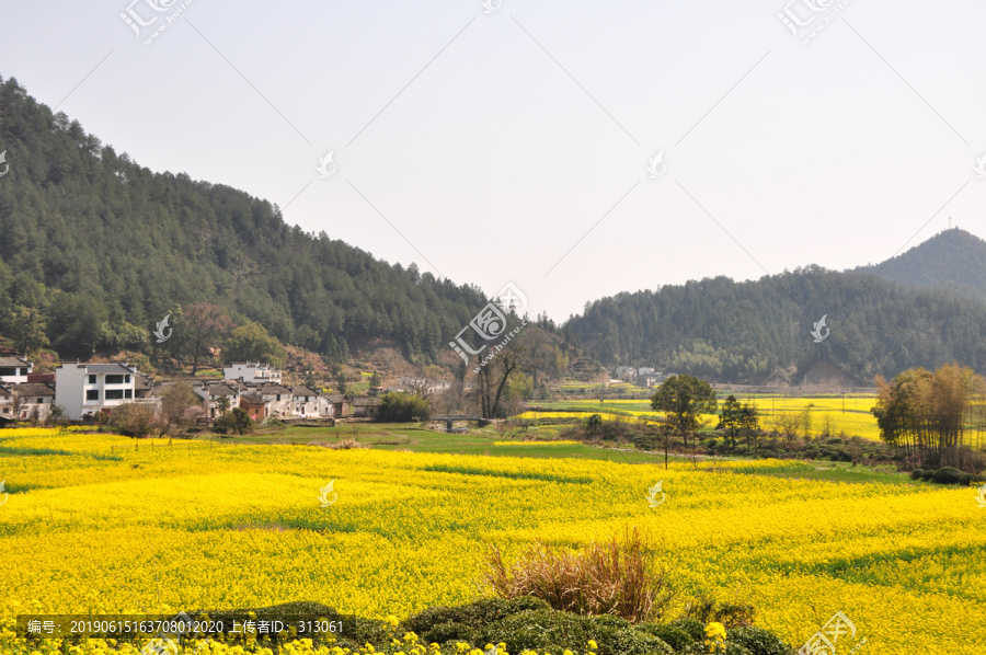 婺源油菜花