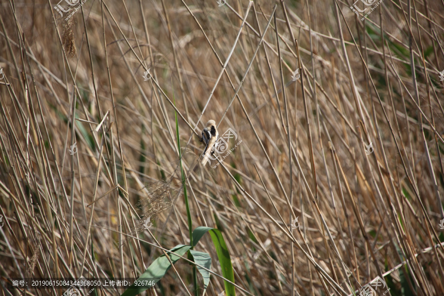 湿地小鸟
