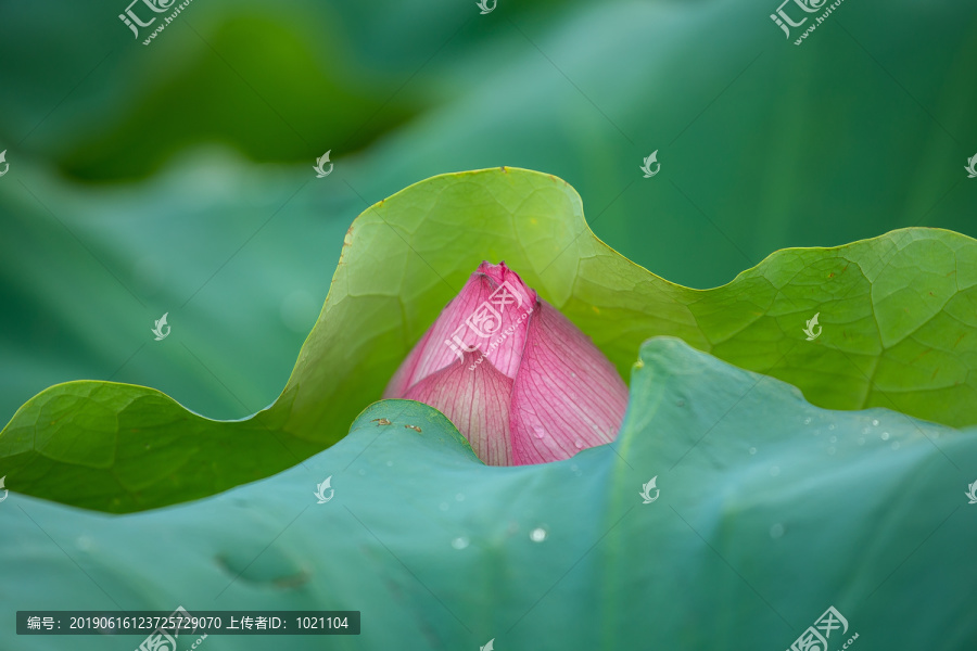 荷花含苞待放