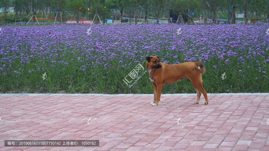 花海宠物狗