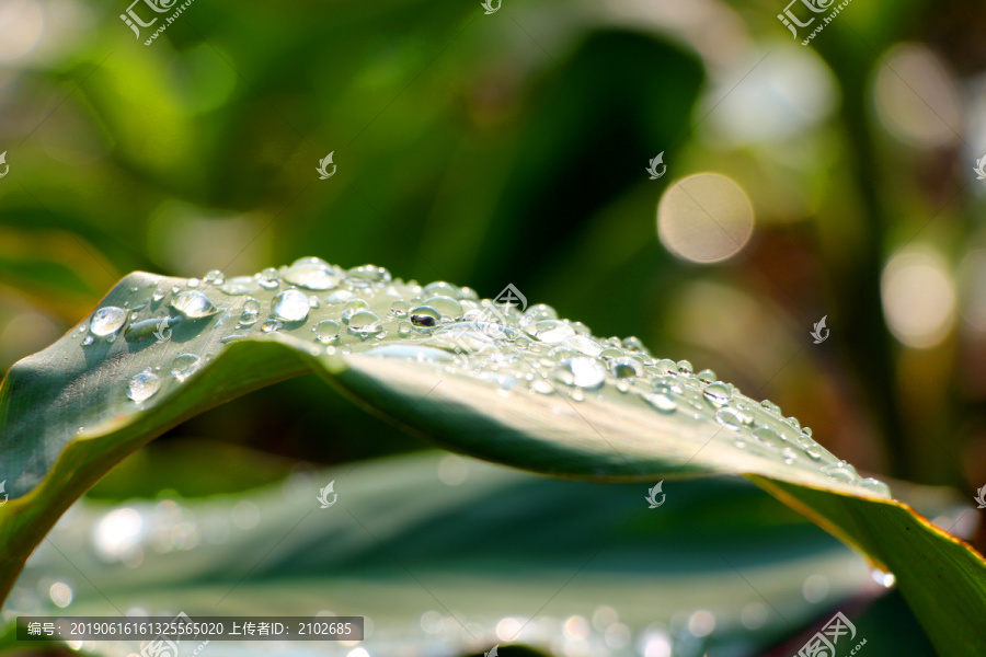 晨露雨水