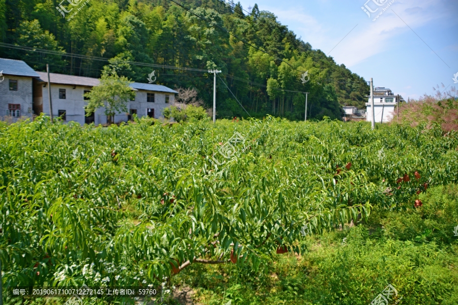 乡村桃园