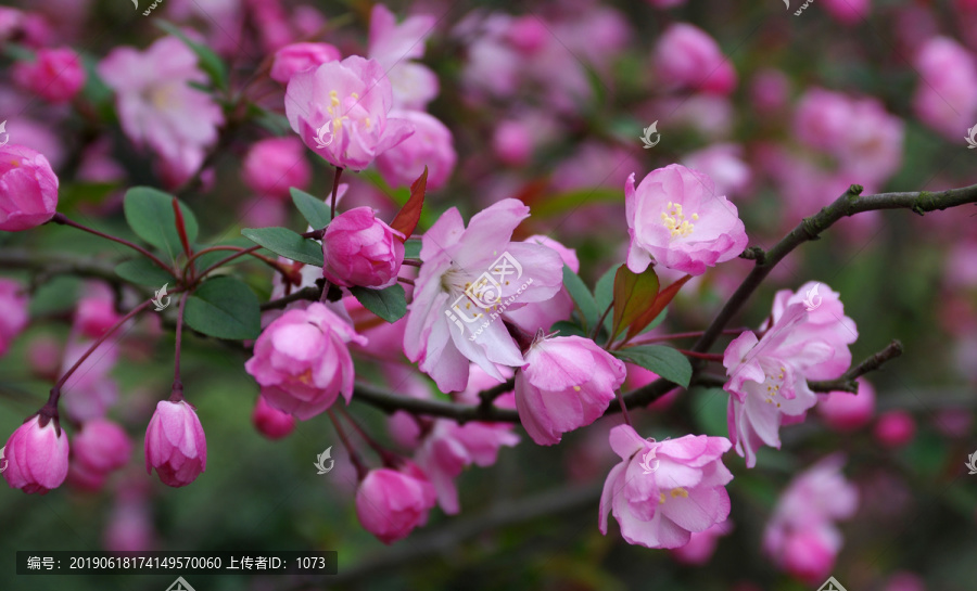 垂丝海棠