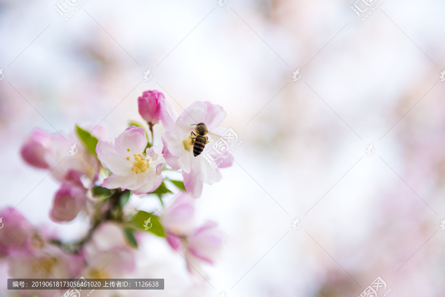 采花的小蜜蜂