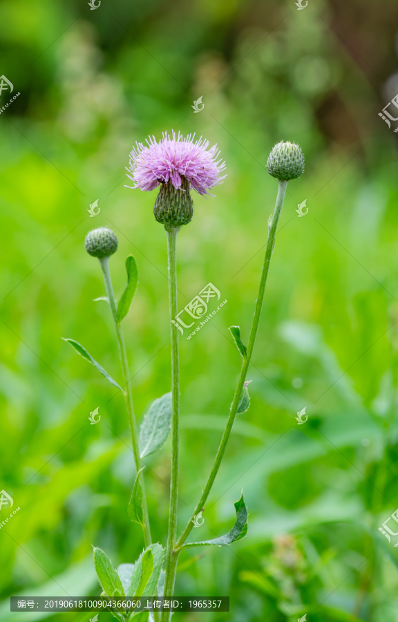 蒲公英花-匯圖網(wǎng) fosd68.com 蒲公英花