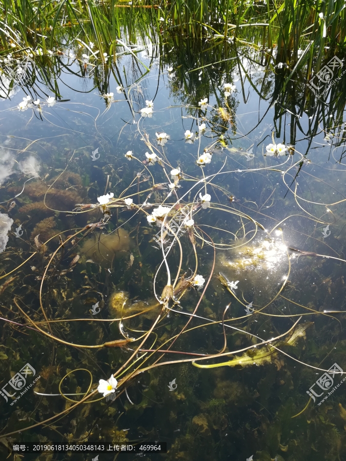 水性杨花