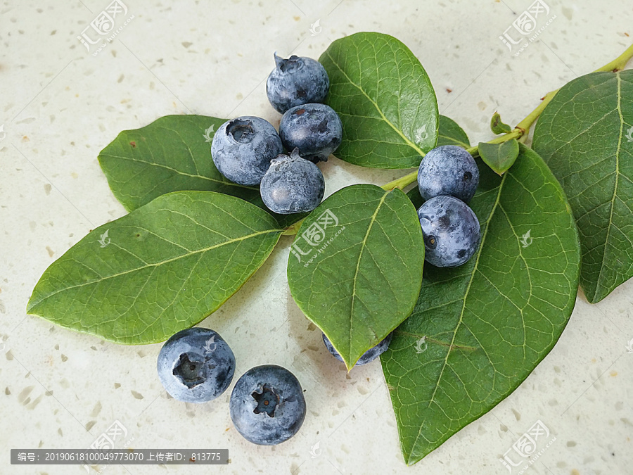 鲜果蓝莓拍摄