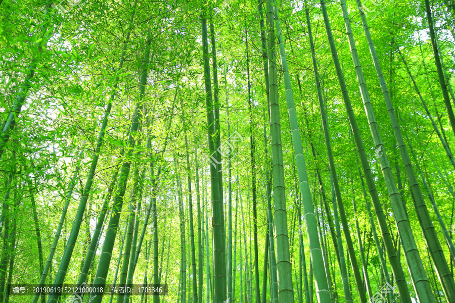 夏日竹林