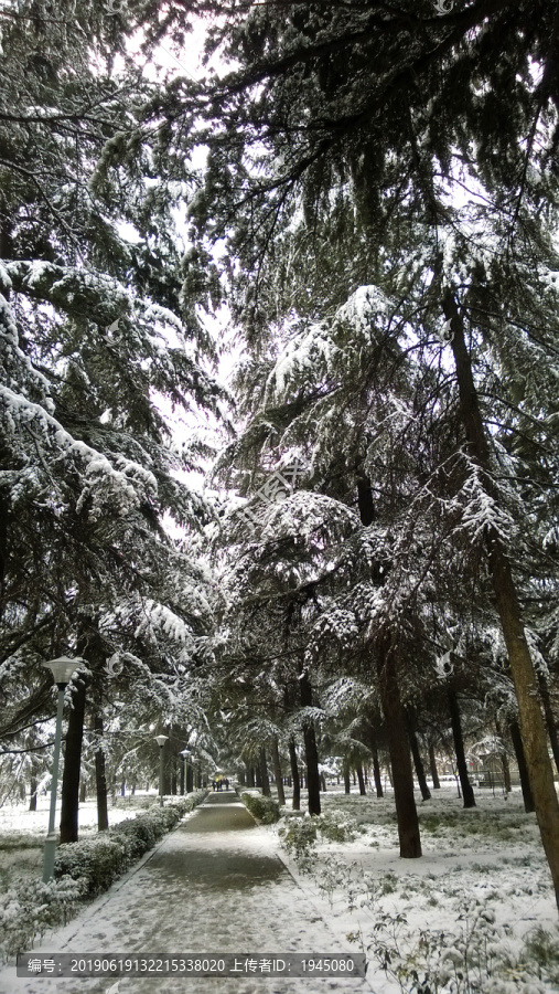 雪景树林