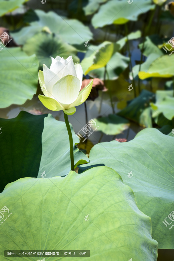 诗意莲花