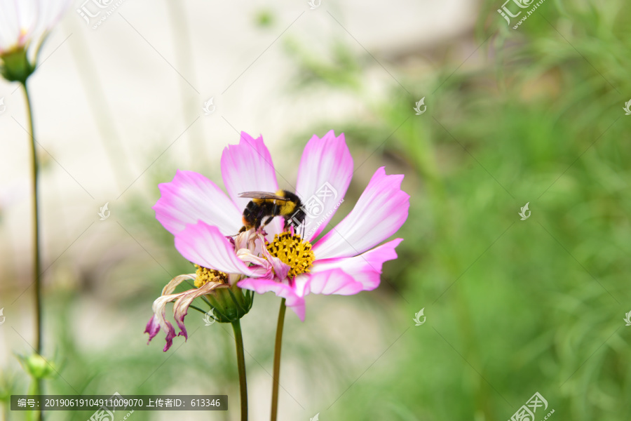 格桑花