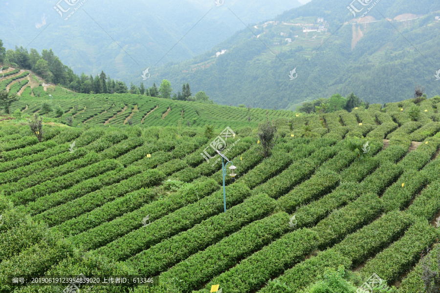 采摘采茶