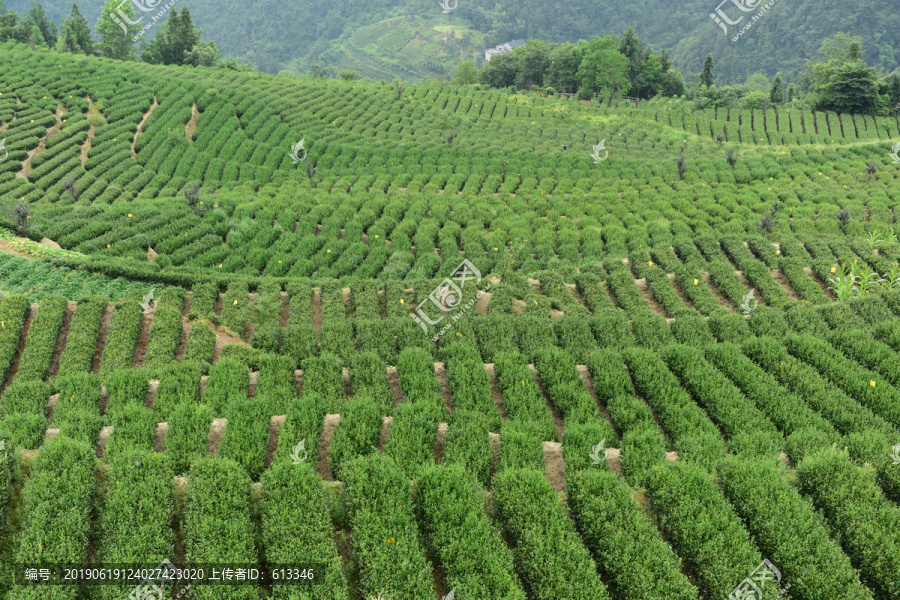 茶山茶树