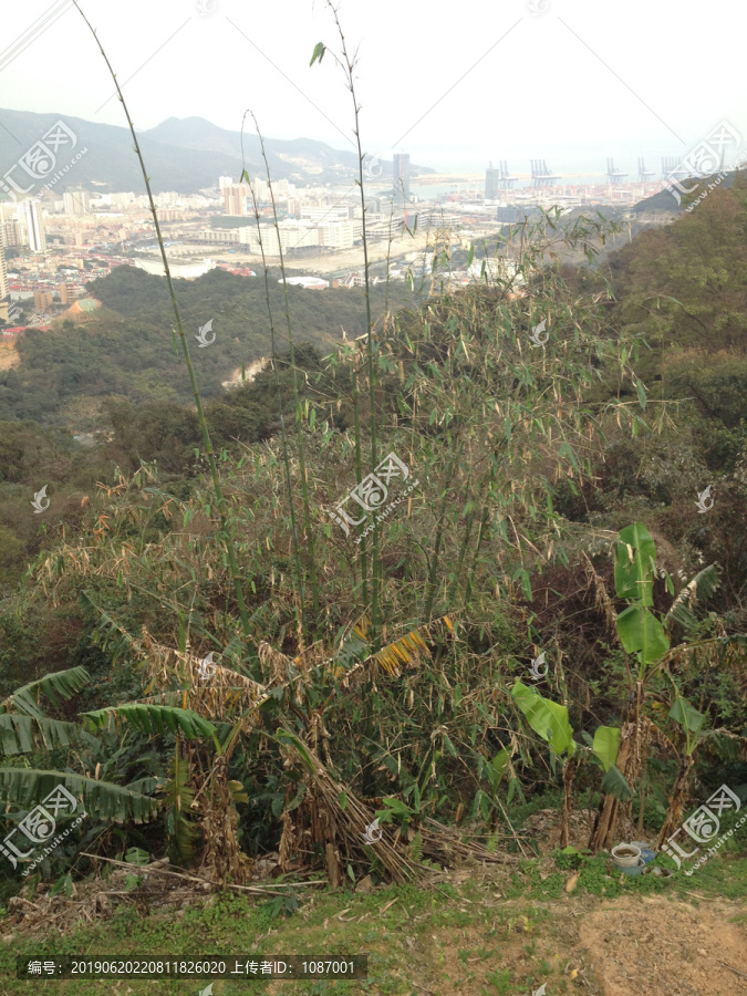 深圳梧桐山山下