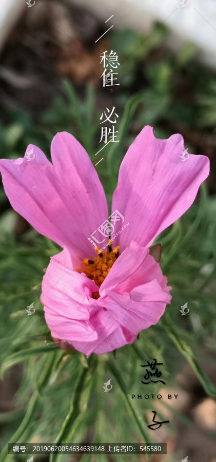 波斯菊