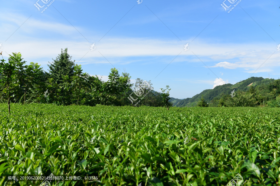 茶田采摘采茶