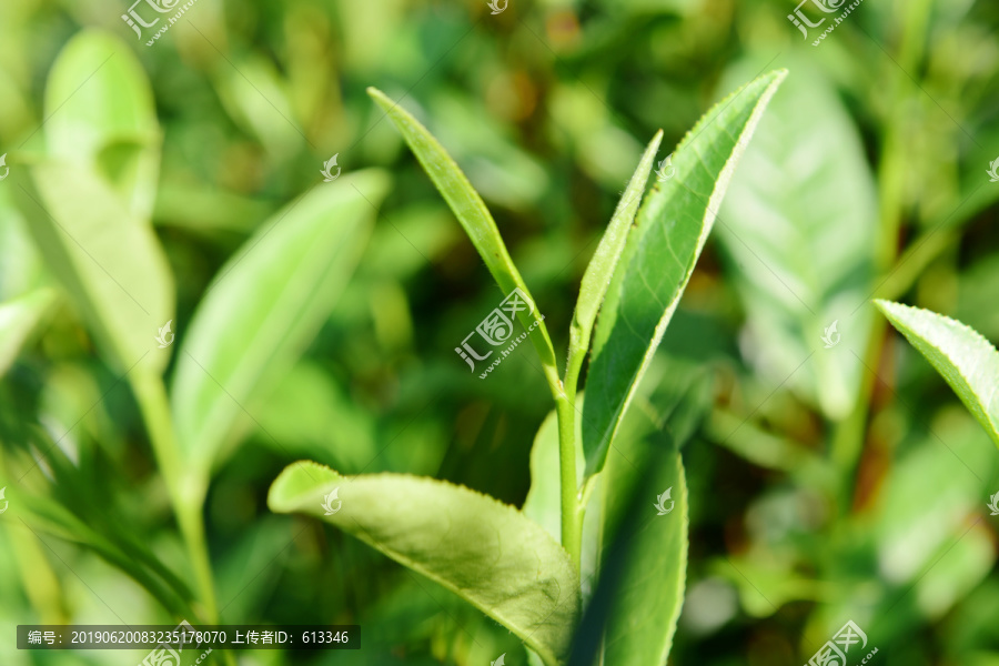 茶山茶树