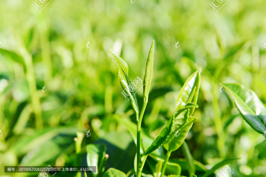 茶山茶树