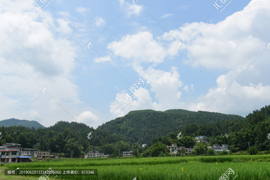 水田稻花稻谷