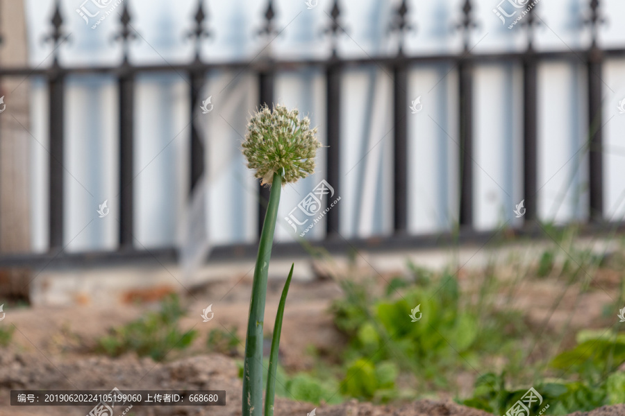 葱花