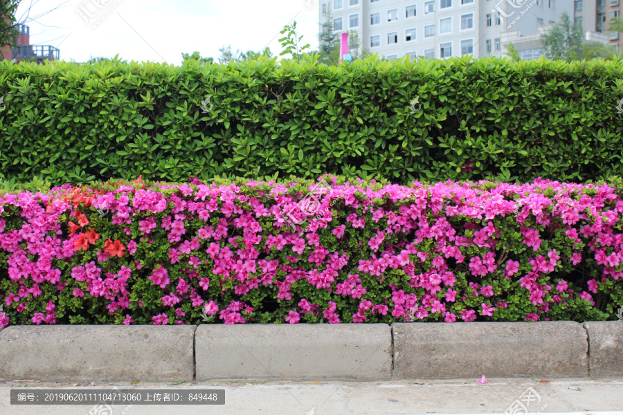 杜鹃花