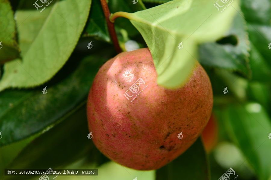 油茶果山茶果