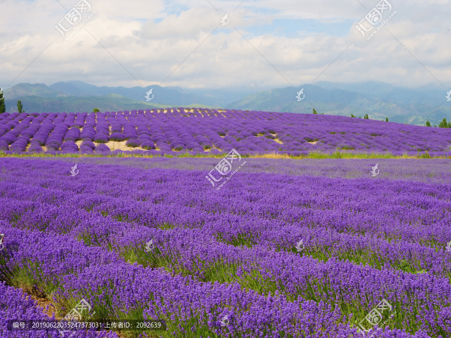 高地田园薰衣草