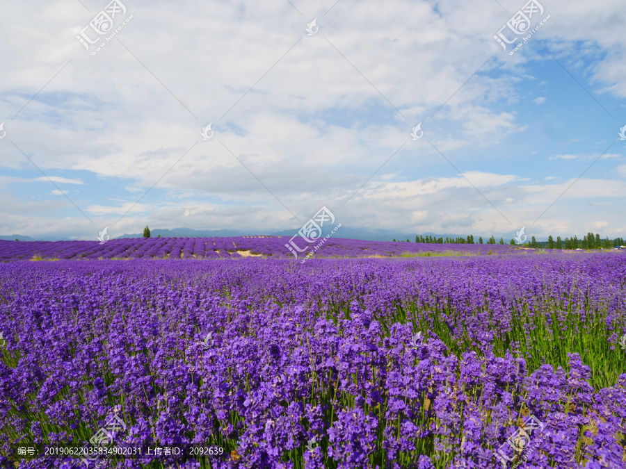 薰衣草花海