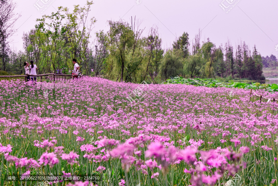 紫色马鞭草花海