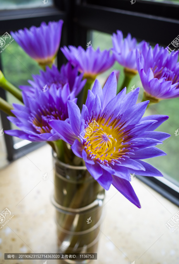 蓝紫色睡莲