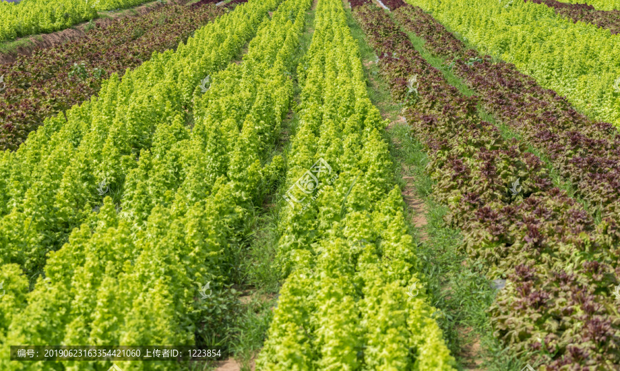 生菜种植基地