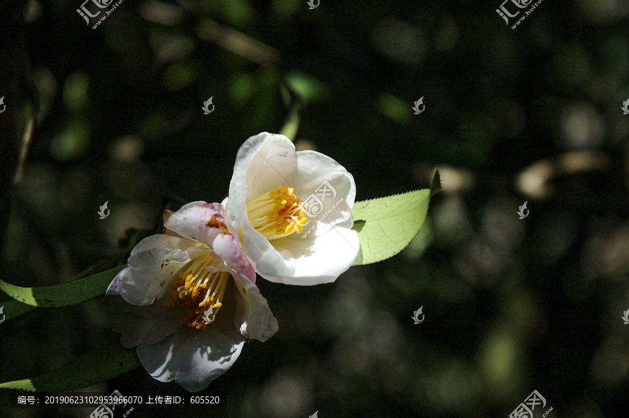 山茶花茶花