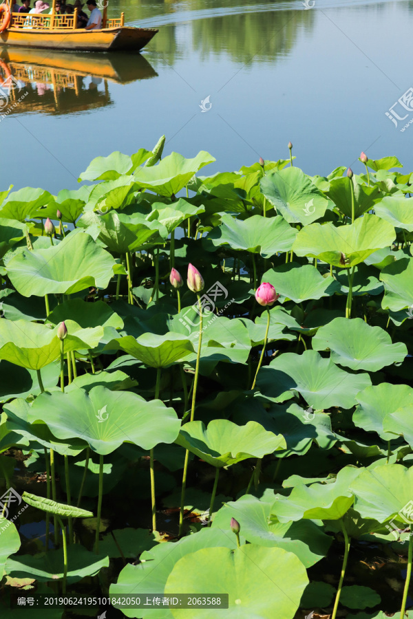 夏至小暑