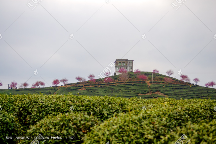 永福樱花茶园