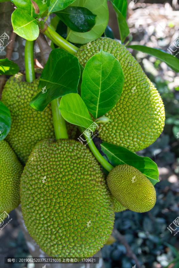 菠萝蜜长在树上