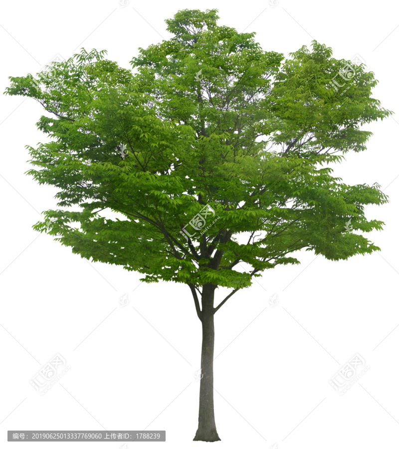 樹木喬木