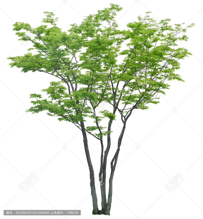 樹木喬木