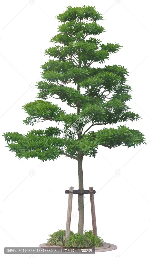 樹木喬木