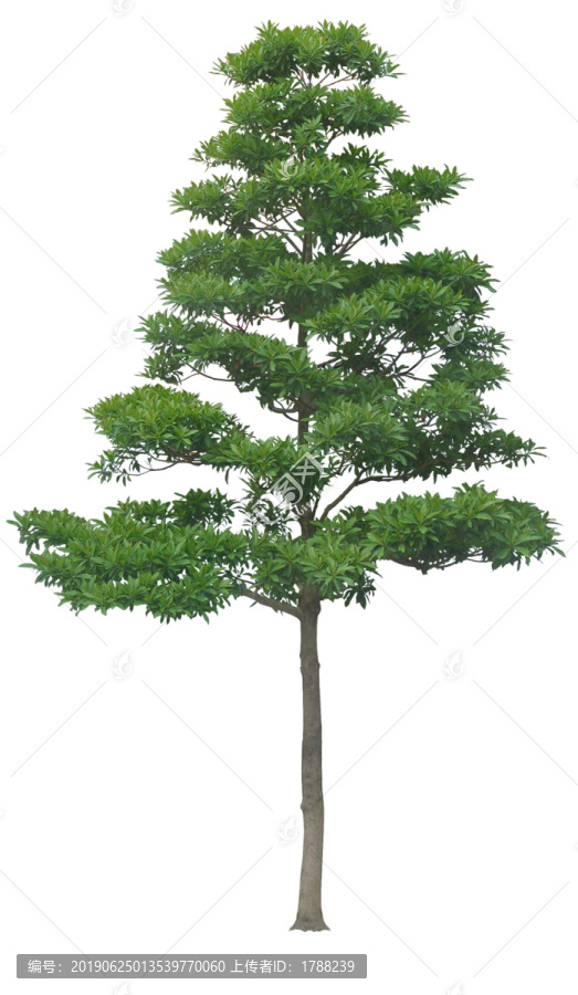 樹木喬木