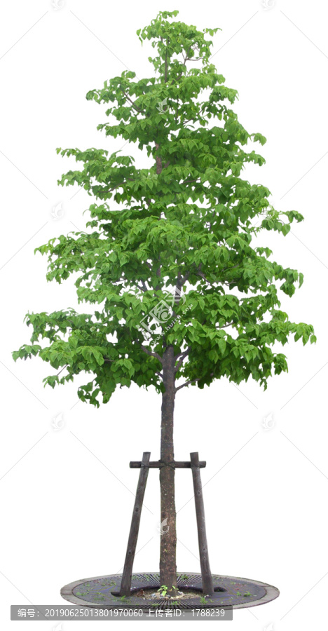 樹木喬木