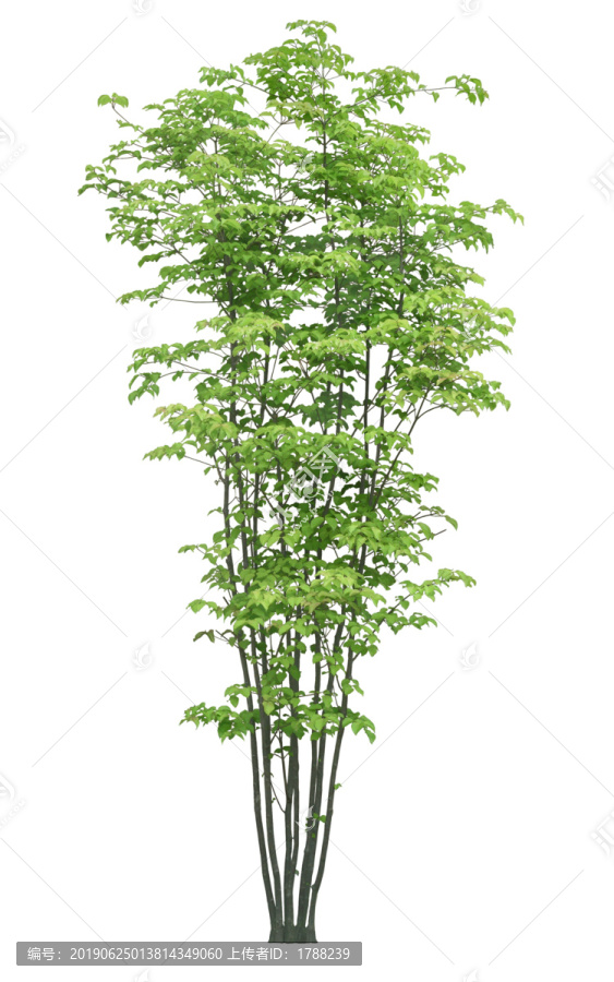 樹木喬木