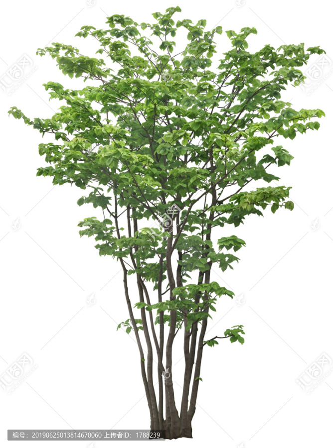 樹木喬木