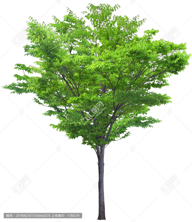 樹木喬木