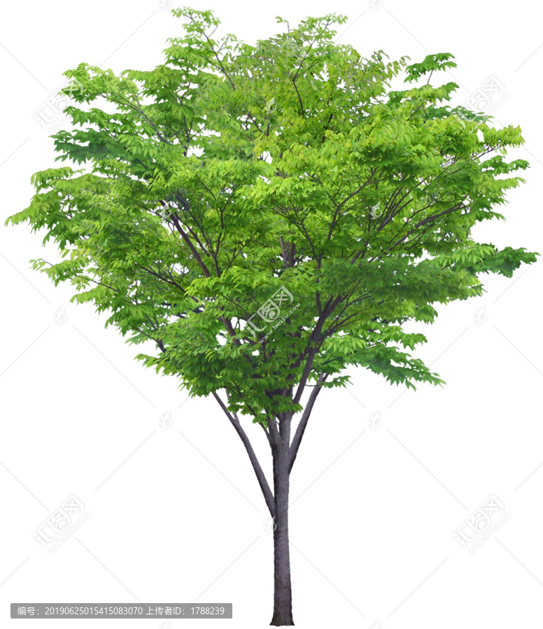 樹木喬木