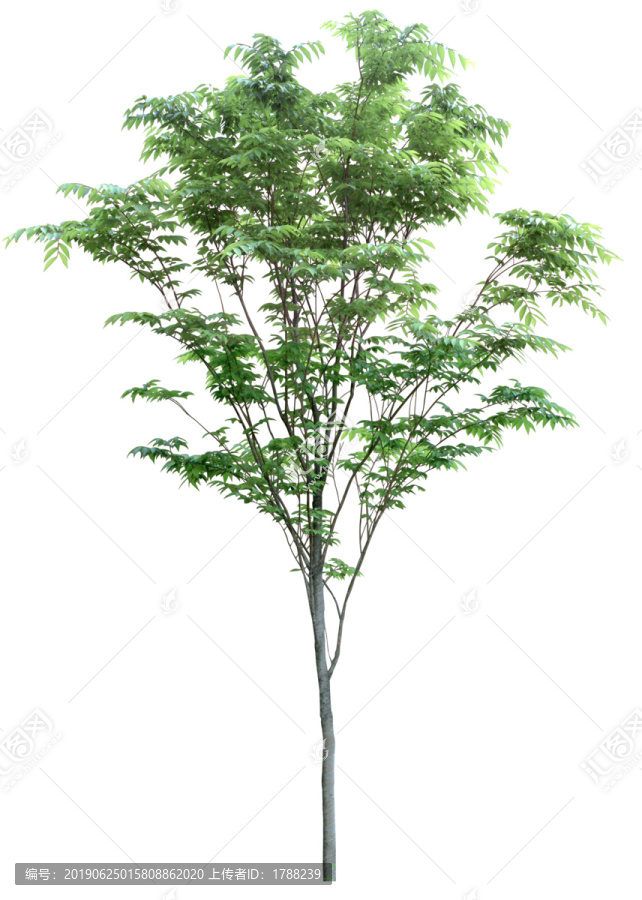 樹木